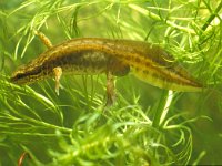 Lissotriton helveticus 8, male, Vinpootsalamander, Saxifraga-Kees Marijnissen