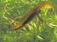 Lissotriton helveticus 9, male, Vinpootsalamander, Saxifraga-Kees Marijnissen