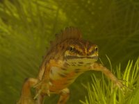 Lissotriton vulgaris 1, Kleine watersalamander, Saxifraga-Kees Marijnissen