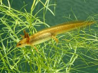 Lissotriton vulgaris 20, larva, Kleine watersalamander, Saxifraga-Kees Marijnissen