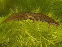 Lissotriton vulgaris 3, Kleine watersalamander, Saxifraga-Kees Marijnissen