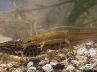 Lissotriton vulgaris 30, pair, Kleine watersalamander, Saxifraga-Mark Zekhuis