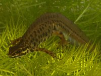 Lissotriton vulgaris 32, Kleine watersalamander, Saxifraga-Kees Marijnissen