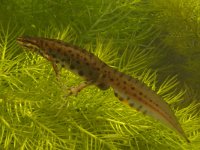 Lissotriton vulgaris 34, Kleine watersalamander, Saxifraga-Kees Marijnissen