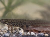 Lissotriton vulgaris 35, male, Kleine watersalamander, Saxifraga-Mark Zekhuis