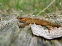 Lissotriton vulgaris 45, Kleine watersalamander, Saxifraga-Rudmer Zwerver