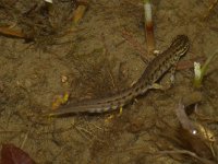 Lissotriton vulgaris 5, Kleine watersalamander, Saxifraga-Kees Marijnissen