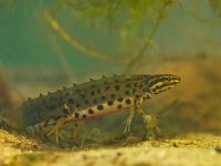 male newt lissotriton vulgaris sideview  newt submersed in water : Lissotriton, Lissotriton vulgaris, Netherlands, algae, amphibian, animal, aqua, aquarium, aquatic, bottom, boy, canal, colorful, common, ditch, dutch, eft, fauna, freshwater, gravel, grit, lissotri, lizard, male, man, natural, nature, newt, pebbles, reptile, salamander, skink, spring, springtime, submerse, submersed, summer, triton, underwater, vulgaris, water, wildlife, zoo