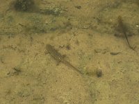 Lissotriton vulgaris 55, Kleine watersalamander, Saxifraga-Willem van Kruijsbergen