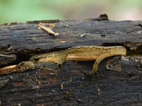 Lissotriton vulgaris 58, Kleine watersalamander, Saxifraga-Luuk Vermeer