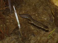 Lissotriton vulgaris 7, Kleine watersalamander, Saxifraga-Kees Marijnissen