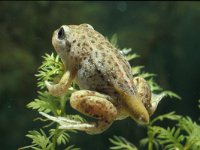 Pelobates fuscus, Common Spadefoot