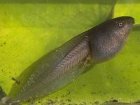 Pelobates fuscus 17, larva, Knoflookpad, Saxifraga-Mark Zekhuis