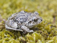 Pelobates fuscus 18, Knoflookpad, Saxifraga-Mark Zekhuis