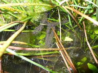 Pelobates fuscus 23, Knoflookpad, Saxifraga-Mark Zekhuis