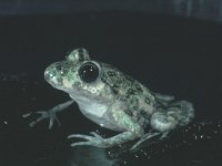 Pelodytes punctatus, Parsley Frog