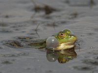 Pelophylax esculentus 1, Middelste groene kikker, Saxifraga-Mark Zekhuis