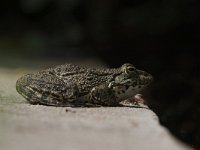 Pelophylax esculentus 12, Middelste groene kikker, Saxifraga-Luc Hoogenstein