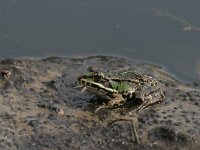 Pelophylax esculentus 13, Middelste groene kikker, Saxifraga-Luc Hoogenstein