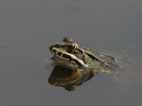 Pelophylax esculentus 14, Middelste groene kikker, Saxifraga-Luc Hoogenstein