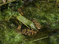 Pelophylax esculentus 16, Middelste groene kikker, Saxifraga-Mark Zekhuis