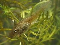 Pelophylax esculentus 18, larva, Middelste groene kikker, Saxifraga-Kees Marijnissen