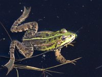 Pelophylax esculentus 2, Middelste groene kikker, Saxifraga-Mark Zekhuis