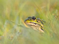 Curious green frog  Edible frog (Pelophylax esculentus) is peeking from grass with morning dew : Pelophylax, amphibian, animal, charming, close, closeup, color, copyspace, curiosity, cute, depth of field, dew, droplet, drops, ecology, environment, esculenta, esculentus, fauna, flare, frog, grass, green, hidden, hide, hiding, hop, jump, lake, leaf, lens flare, lessonae, little, look, looking, macro, morning, natural, nature, peek, peeking, pond, rana, sit, sitting, small, species, spy, spying, stare, swamp, swim, tree, warty, watching, water, wildlife