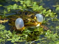 Middelste Groene Kikker #07 det 200% : Rana esculenta, Edible frog, Bastaardkikker of Middelste groene kikker