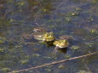 Pelophylax esculentus 4, Middelste groene kikker, Saxifraga-Willem Jan Hoeffnagel