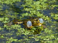 Bastaardkikker #07 : Rana esculenta, Edible frog, Bastaardkikker of Middelste groene kikker