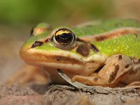 kop van een Bastaardkikker  Close up van de kop van een Bastaardkikker : Bastaardkikker, Pelophylax, Pelophylax esculentus, amfibie, amfibieen, biotoop, close up, dier, fauna, groen, groene, kikker, middelste, natuur, natuurbeheer, natuurbeleid, natuurlijk, natuurlijke, omgeving, rana, waterkwaliteit, zomer, zon, zonlicht, zonnend