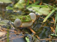 Een kwakende Bastaardkikker  Een kwakende Middelste groene kikker of Bastaardkikker tijdens de voortplanting : Bastaardkikker, Pelophylax, Pelophylax esculentus, amfibie, amfibieen, biotoop, blaas, close up, dier, fauna, groen, groene, kikker, kwaak, kwaakblaas, kwakend, lente, middelste, natuur, natuurbeheer, natuurbeleid, natuurlijk, natuurlijke, omgeving, rana, roepend, sloot, voorjaar, voortplanten, voortplanting, waterkwaliteit, zomer, zon, zonlicht, zonnend