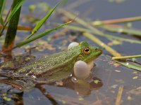 Bastaardkikker probeert vrouwtjes te lokken  Een roepende Bastaardkikker probeert vrouwtjes te lokken : Bastaardkikker, Pelophylax, Pelophylax esculentus, amfibie, amfibieen, biotoop, close up, dier, fauna, groen, groene, kikker, kwaak, kwakend, lente, man, mannetje, middelste, natuur, natuurbeheer, natuurbeleid, natuurlijk, natuurlijke, omgeving, rana, roepend, sloot, voorjaar, voortplanten, voortplanting, waterkwaliteit, zomer, zon, zonlicht, zonnend