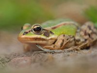 Pelophylax esculentus 50, Middelste groene kikker, Saxifraga-Rudmer Zwerver : Bastaardkikker, Netherlands, Pelophylax, Pelophylax esculentus, amfibie, amfibieen, amphibian, animal, biotoop, close up, creative nature, dier, ditch, edible frog, fauna, fotografie, frog, green, groen, groene, kikker, kwaak, lente, middelste, natuur, natuurbeheer, natuurbeleid, natuurfotografie, natuurlijk, natuurlijke, nederland, omgeving, rana, rudmer zwerver, sloot, spring, summer, voorjaar, voortplanten, waterkwaliteit, zomer, zon, zonlicht, zonnend