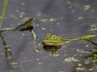 Pelophylax lessonae 1, Poelkikker, Saxifraga-Luc Hoogenstein : Engbertsdijkvenen, Kloosterhaar, Overijssel