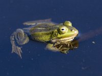 Pelophylax lessonae 11, Poelkikker, Saxifraga-Mark Zekhuis