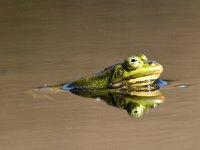 Pelophylax lessonae 12, Poelkikker, Saxifraga-Mark Zekhuis