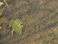 Pelophylax lessonae 14, Poelkikker, Saxifraga-Hans Boll