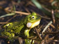 Pelophylax lessonae 15, Poelkikker, Saxifraga-Mark Zekhuis