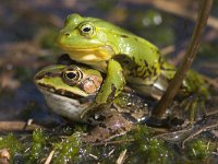 Pelophylax lessonae 16, Poelkikker, Saxifraga-Mark Zekhuis