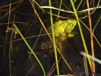 Pelophylax lessonae 17, Poelkikker, Saxifraga-Kees Marijnissen