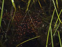 Pelophylax lessonae 18, Poelkikker, Saxifraga-Kees Marijnissen