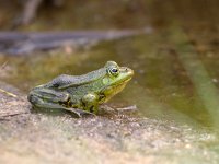 Pelophylax lessonae 2, Poelkikker, Saxifraga-Luc Hoogenstein : Engbertsdijkvenen, Kloosterhaar, Overijssel