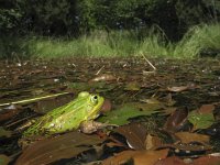 Pelophylax lessonae 21, Poelkikker, Saxifraga-Rob Felix : Amphibia, Amphibian, Animalia, Anura, Chordata, Project Natuurbalans, amfibie, amfibieën, animal, dier, dieren, frogs and toads, gewervelde dieren, kikkers en padden, vertebraat, vertebrate