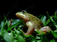 Pelophylax lessonae 22, Poelkikker, Saxifraga-Rudmer Zwerver