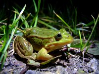 Pelophylax lessonae 23, Poelkikker, Saxifraga-Rudmer Zwerver