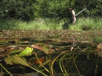 Pelophylax lessonae 24, Poelkikker, Saxifraga-Rob Felix : Amphibia, Amphibian, Animalia, Anura, Chordata, Dirk Heijkers, Personen, Project Natuurbalans, amfibie, amfibieën, animal, dier, dieren, frogs and toads, gewervelde dieren, kikkers en padden, mensen, people, vertebraat, vertebrate