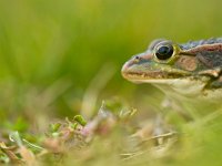 Green frog head  European pool frog (Pelophylax lessonae) head side view with shallow depth : Edible, Netherlands, Pelophylax, Pelophylax lessonae, abstract, amphibian, animal, background, closeup, cute, depth of field, dutch, edible frog, environment, european, eye, face, fauna, frog, grass, green, habitat, head, hide, lessonae, macro, natural, nature, pool, poolfrog, portrait, rana, shallow, shallow depth, shy, side, spring, summer, view, wild, wildlife