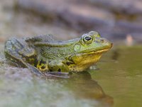 Pelophylax lessonae 3, Poelkikker, Saxifraga-Luc Hoogenstein : Engbertsdijkvenen, Kloosterhaar, Overijssel